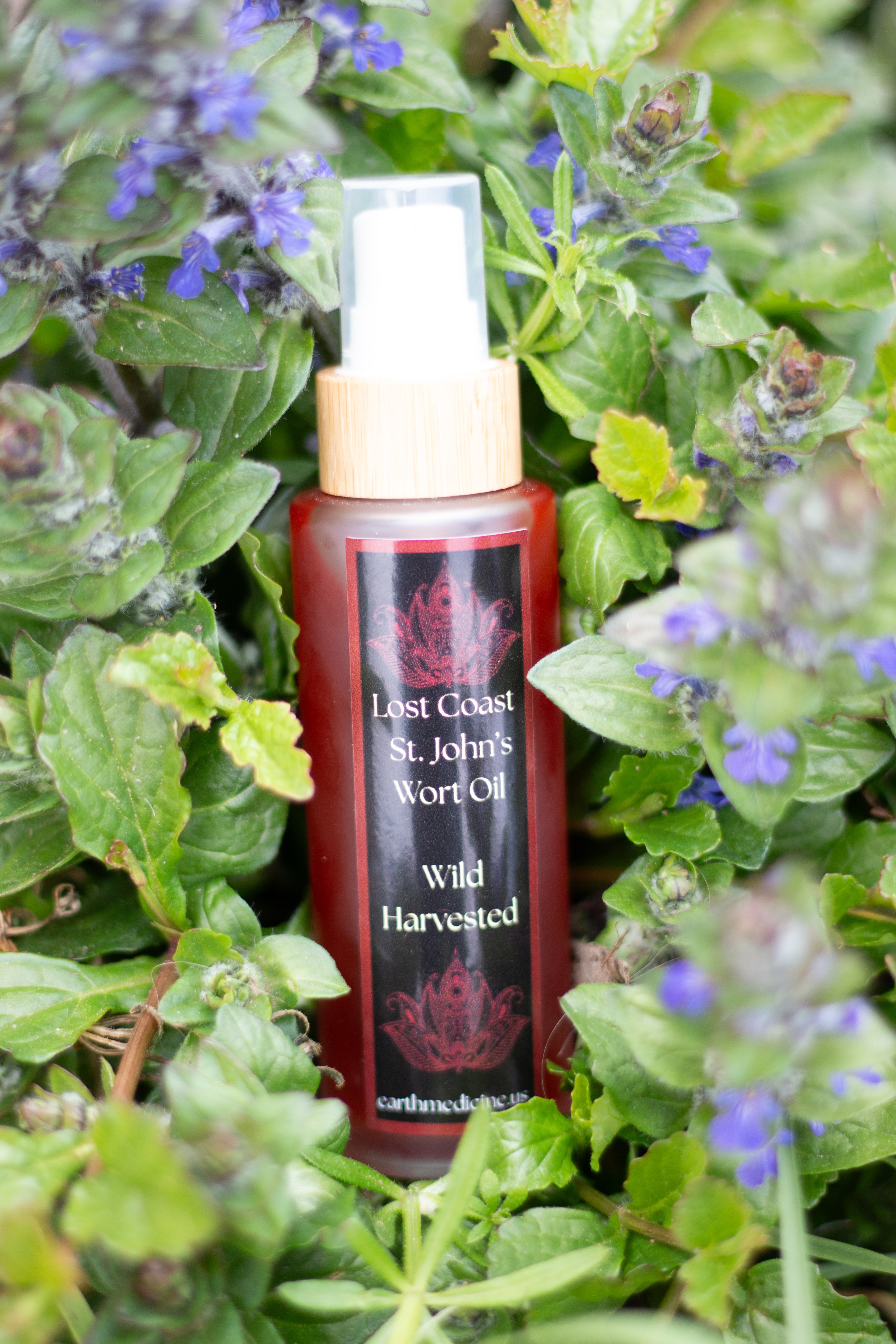 Coastal St. John's Wort Oil