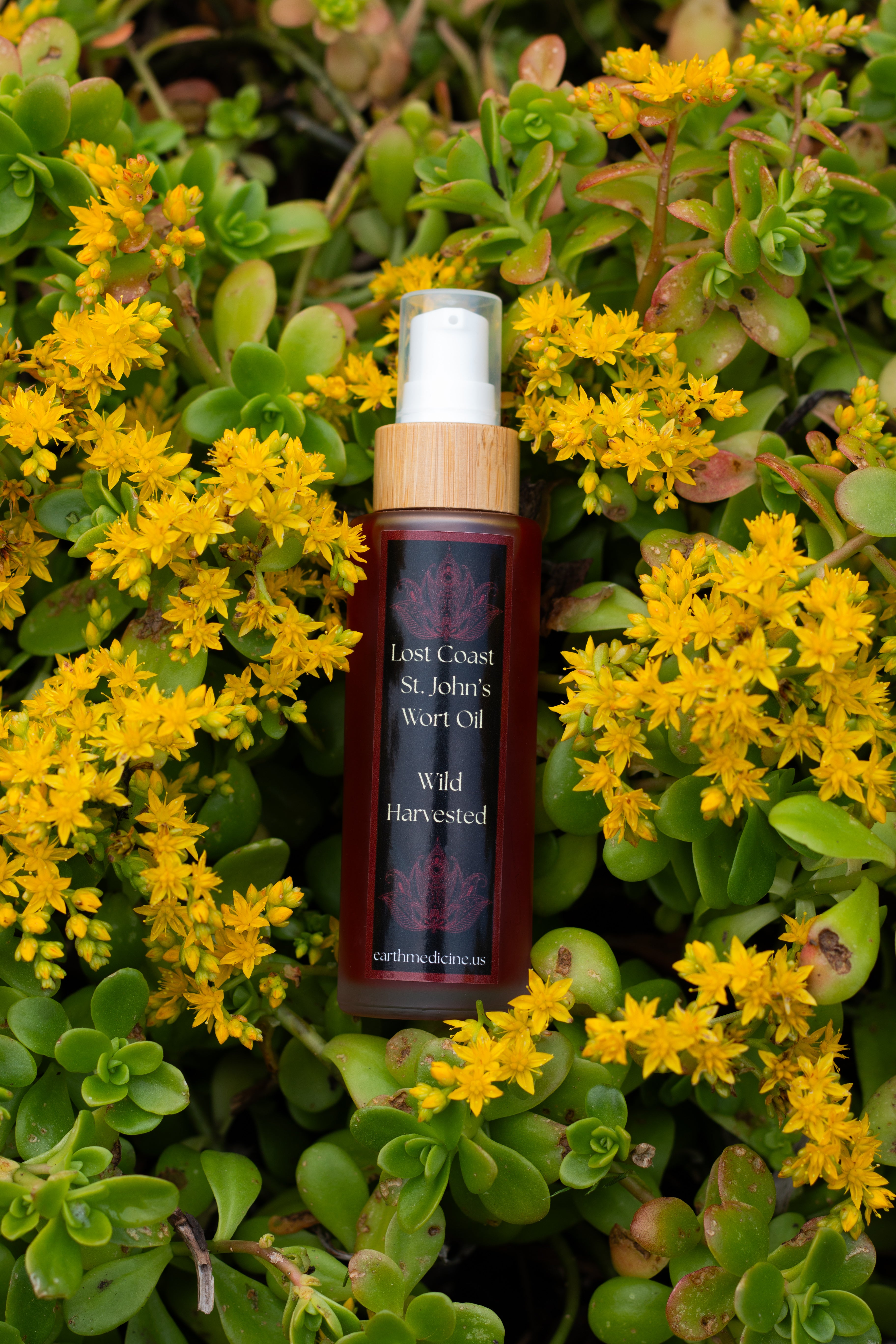 Coastal St. John's Wort Oil