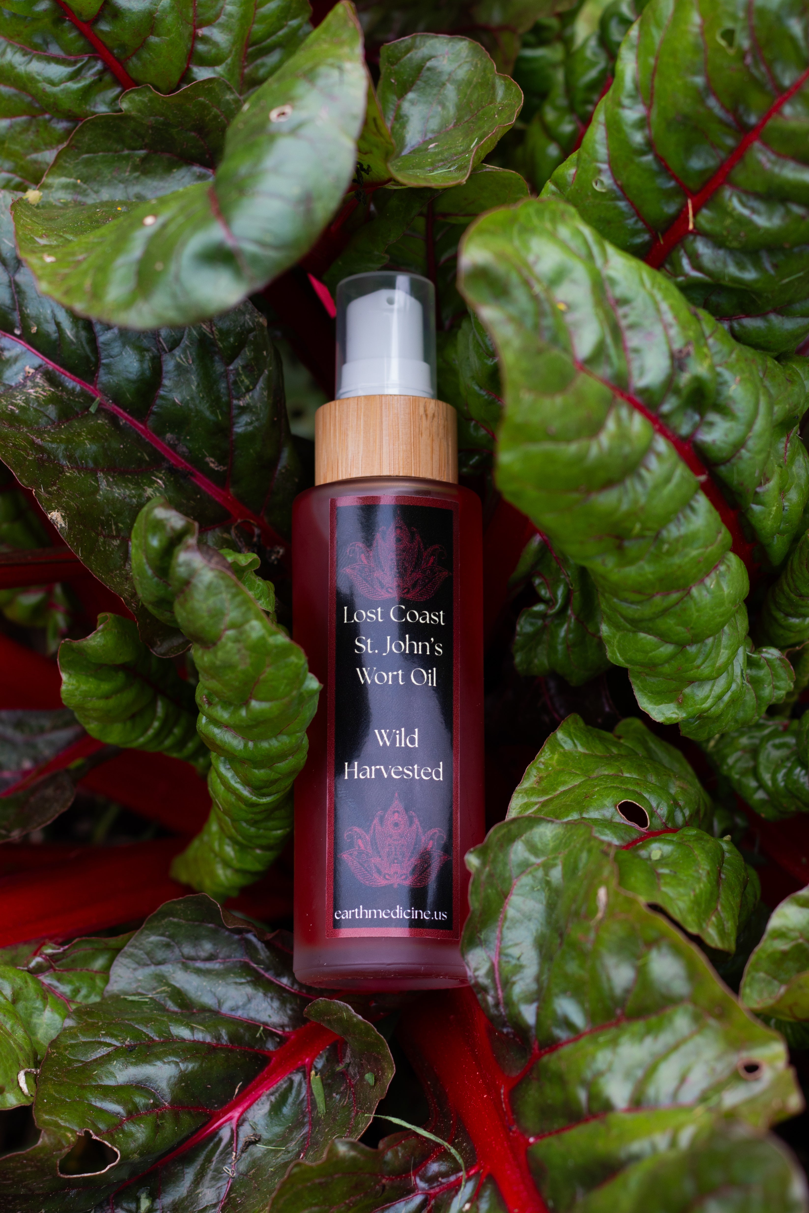 Coastal St. John's Wort Oil