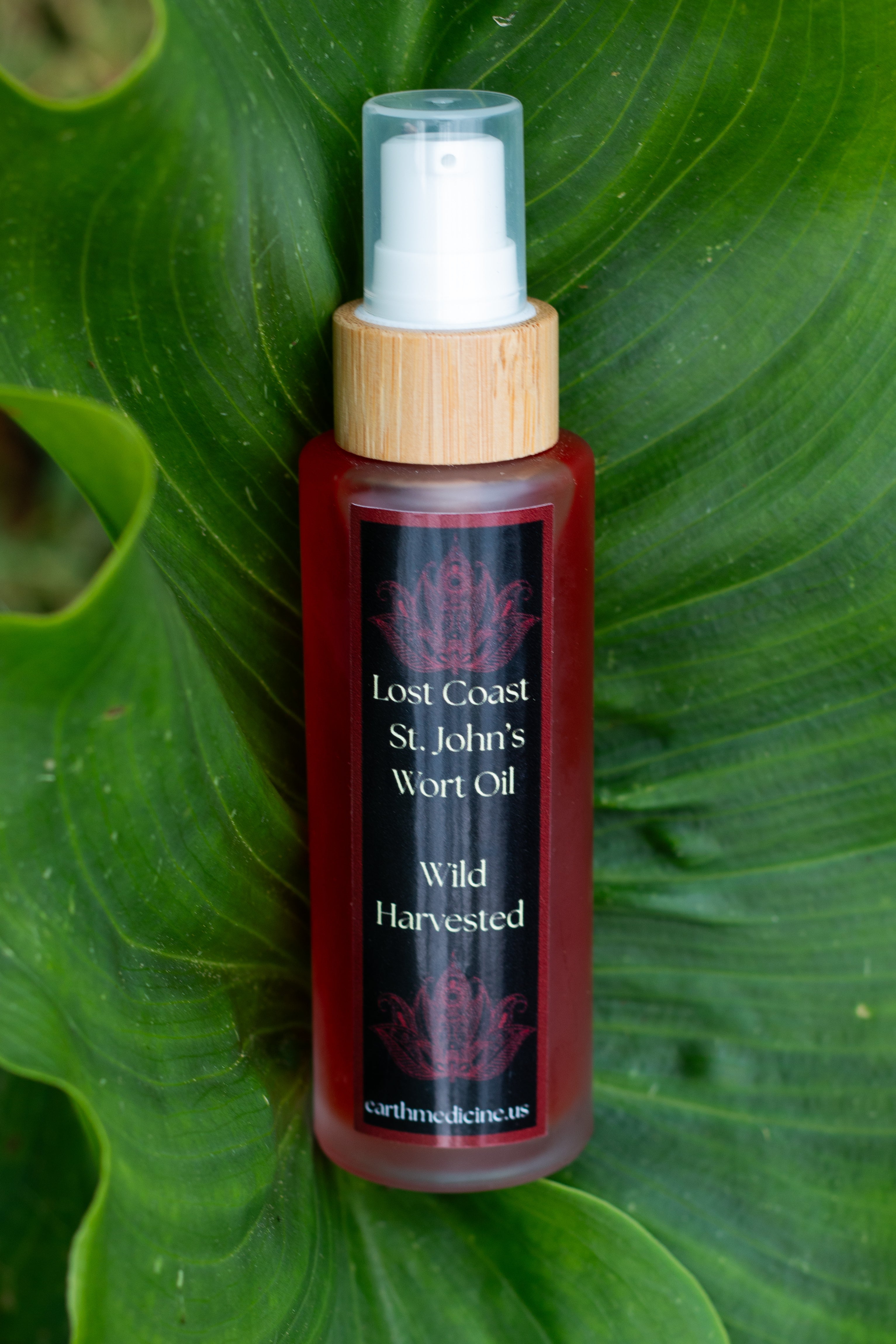 Coastal St. John's Wort Oil